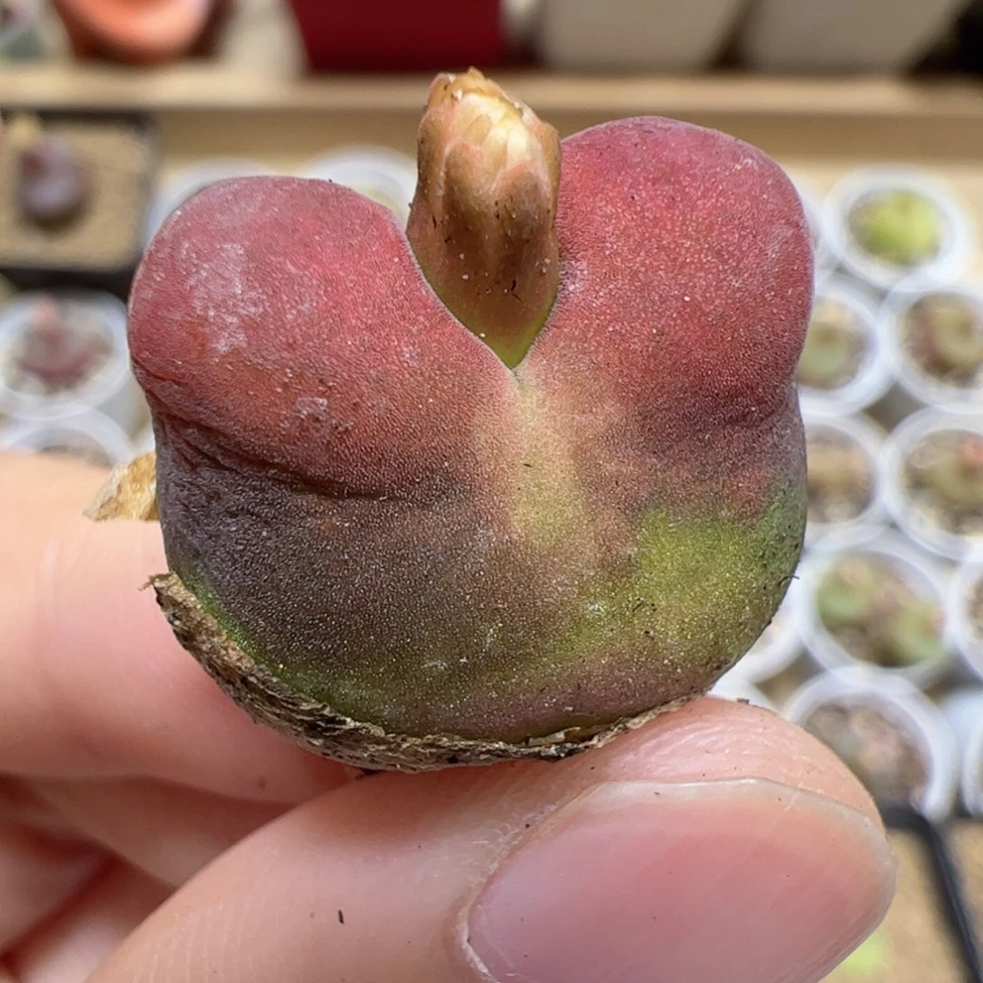 【闪购商品】307 水蜜桃