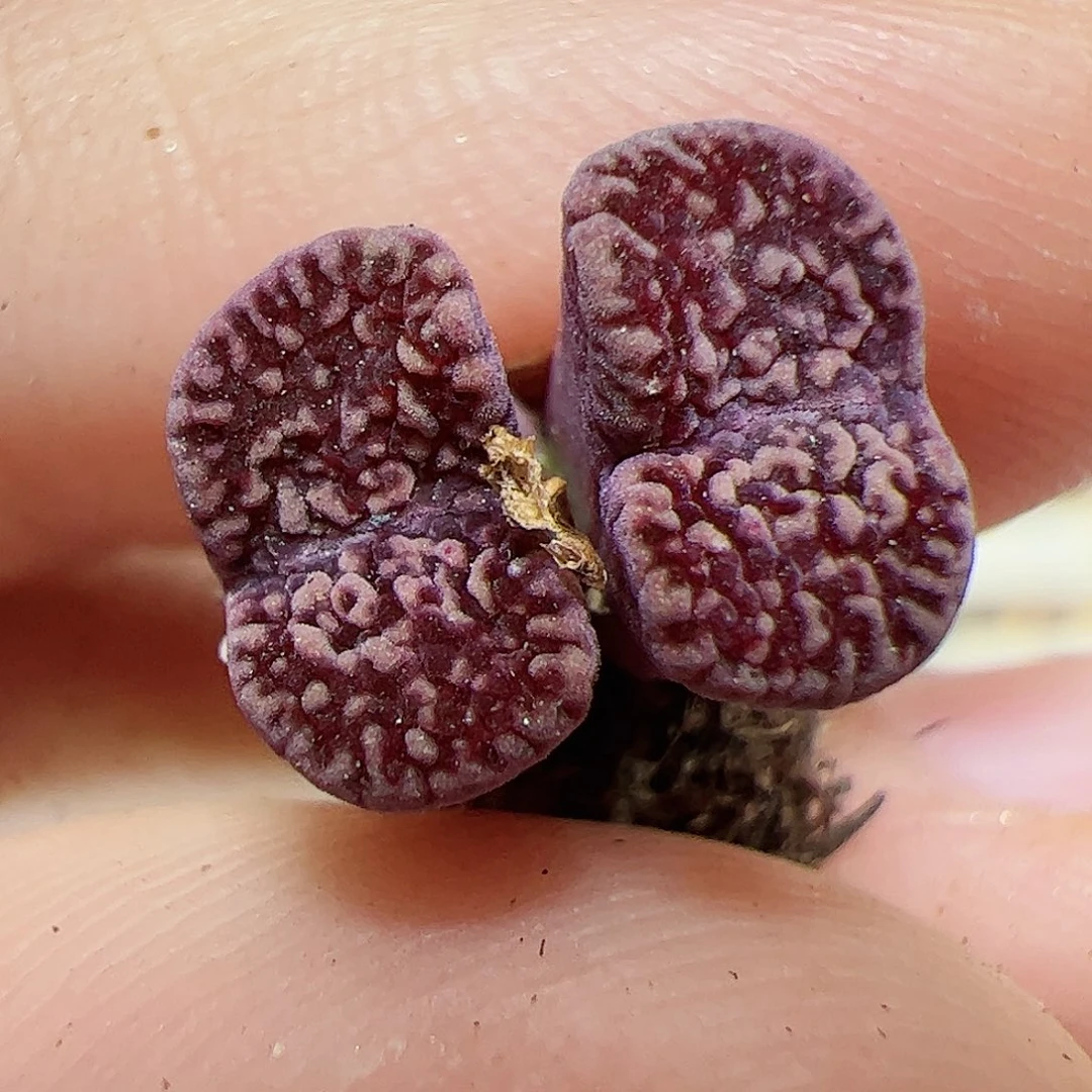 【闪购商品】329 紫鸟