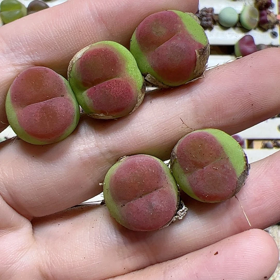【闪购商品】143 水蜜桃5颗