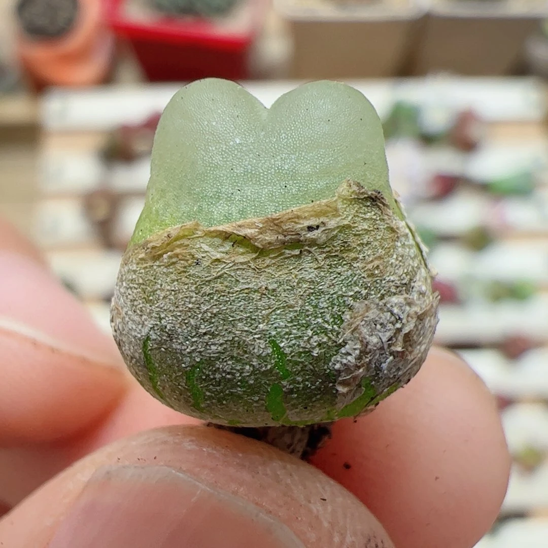 【闪购商品】375 兔子拉登