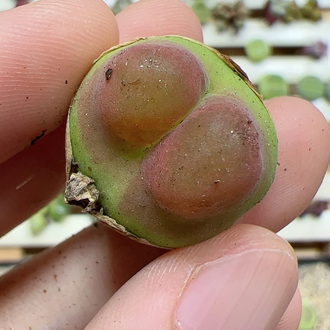 【闪购商品】65 水蜜桃