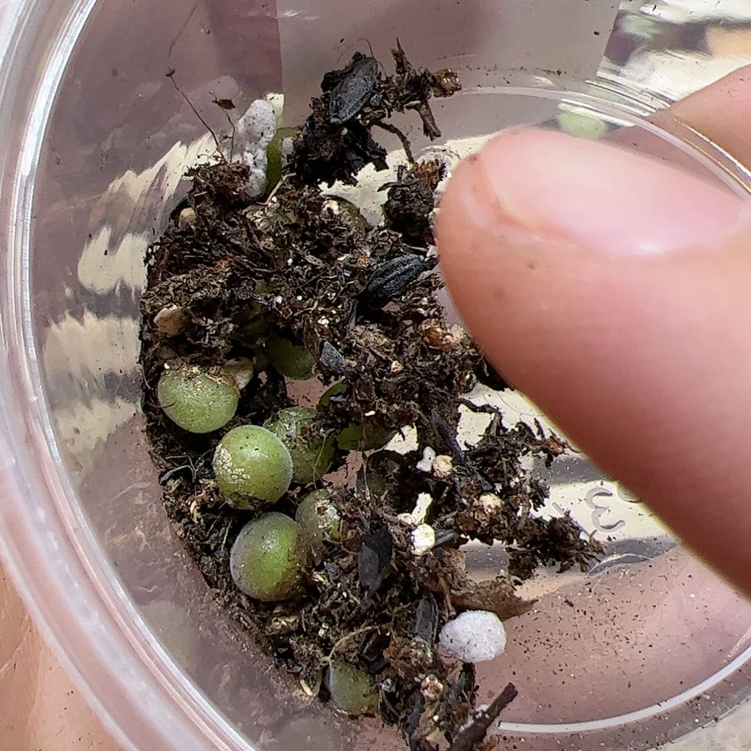 【闪购商品】108 清盆