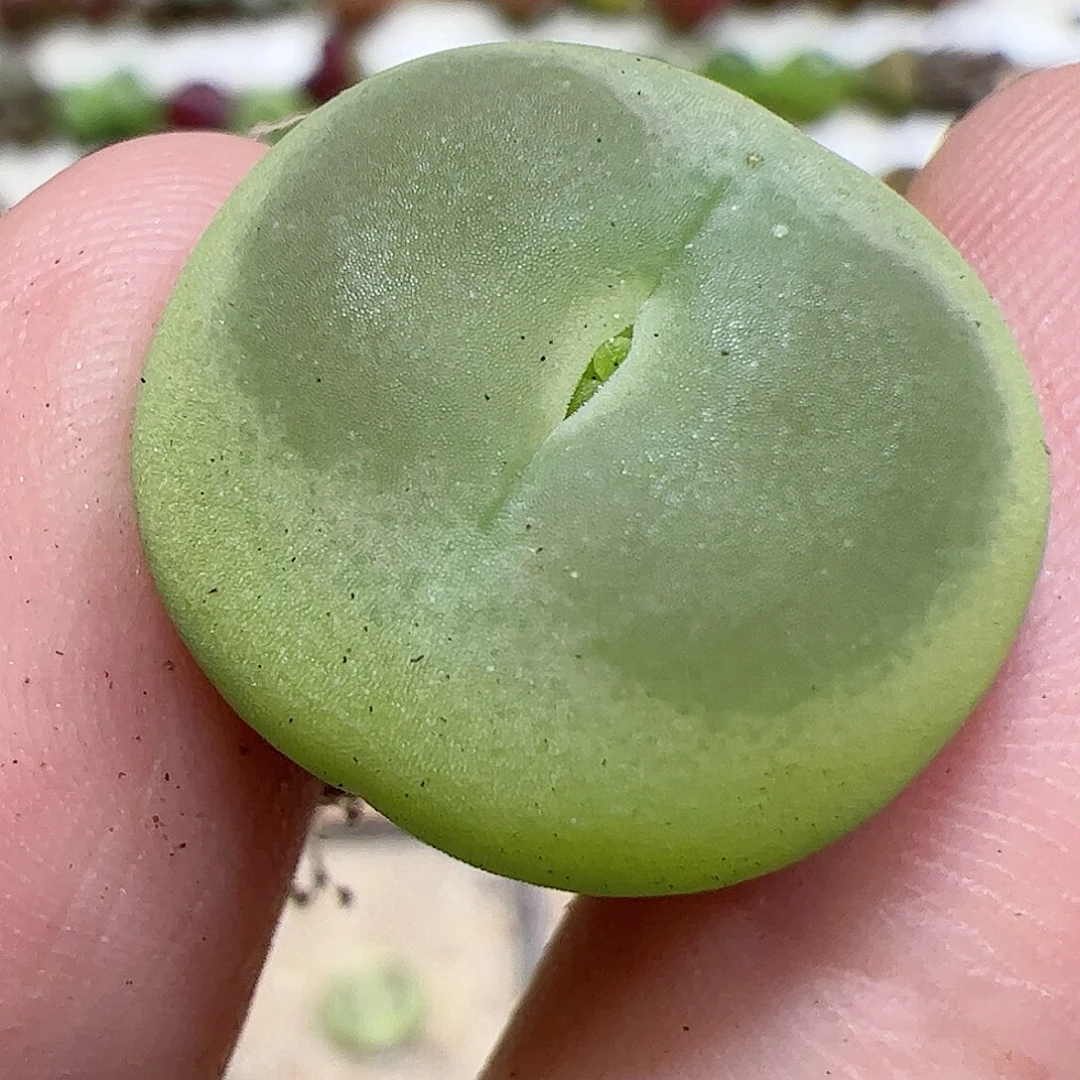 【闪购商品】20 拉登