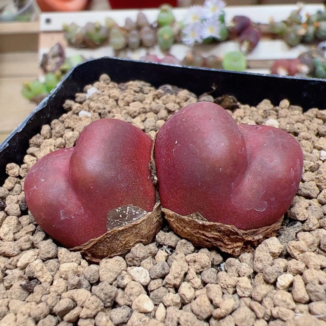 【闪购商品】53 吕氏母本