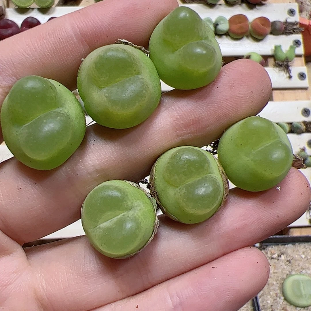 【闪购商品】218 o泡6颗