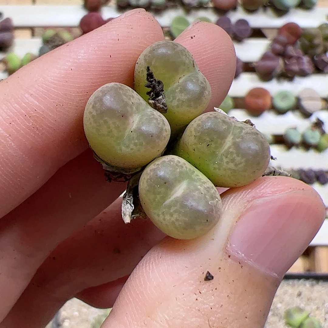【闪购商品】73 o泡变异