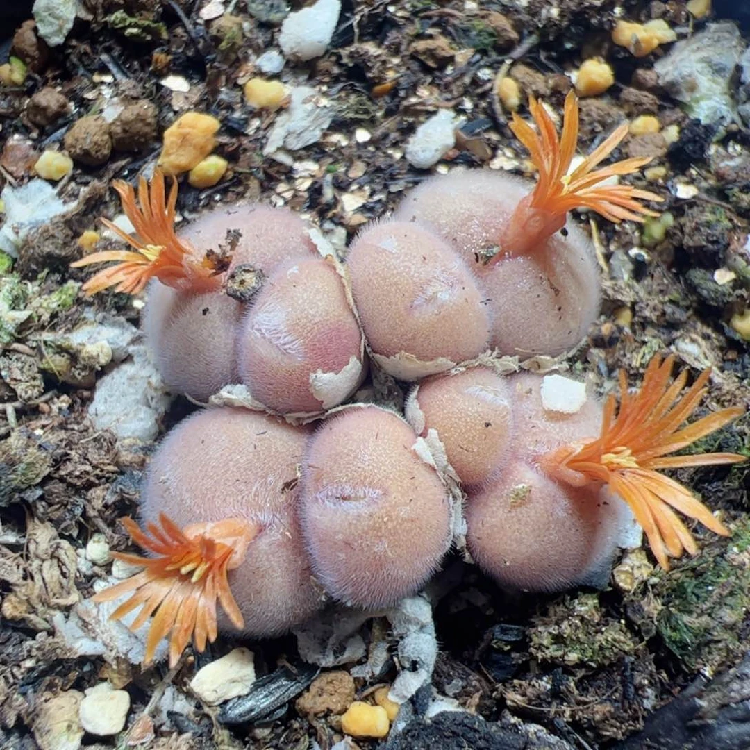 【闪购商品】413 D毛球