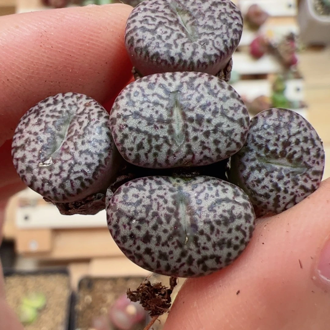 【闪购商品】164 安贞