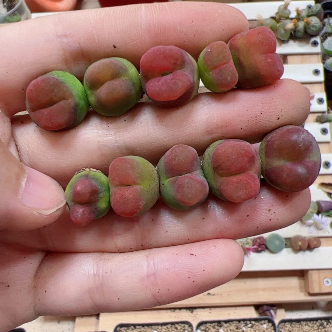 【闪购商品】134 水蜜桃