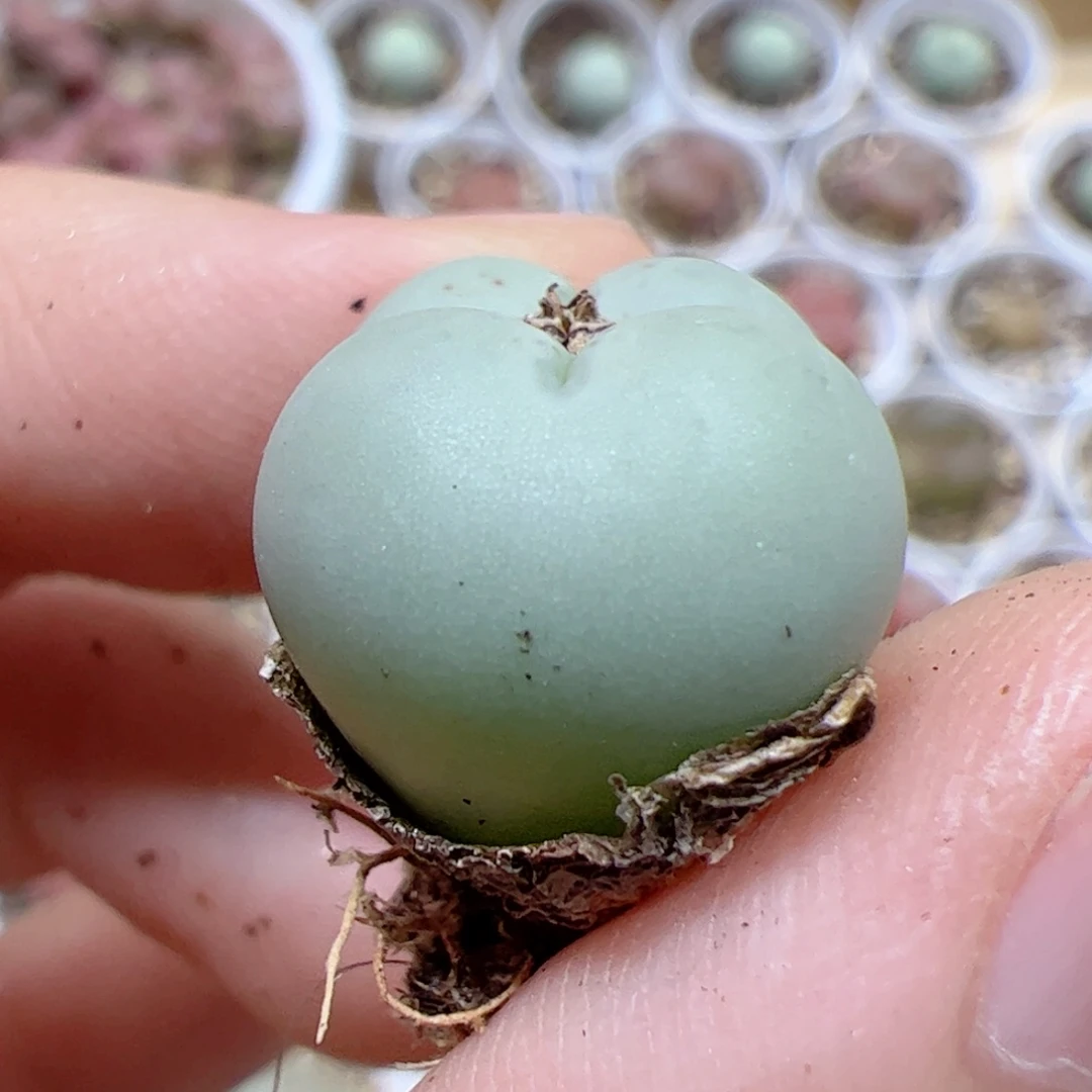 【闪购商品】519 爱心拳