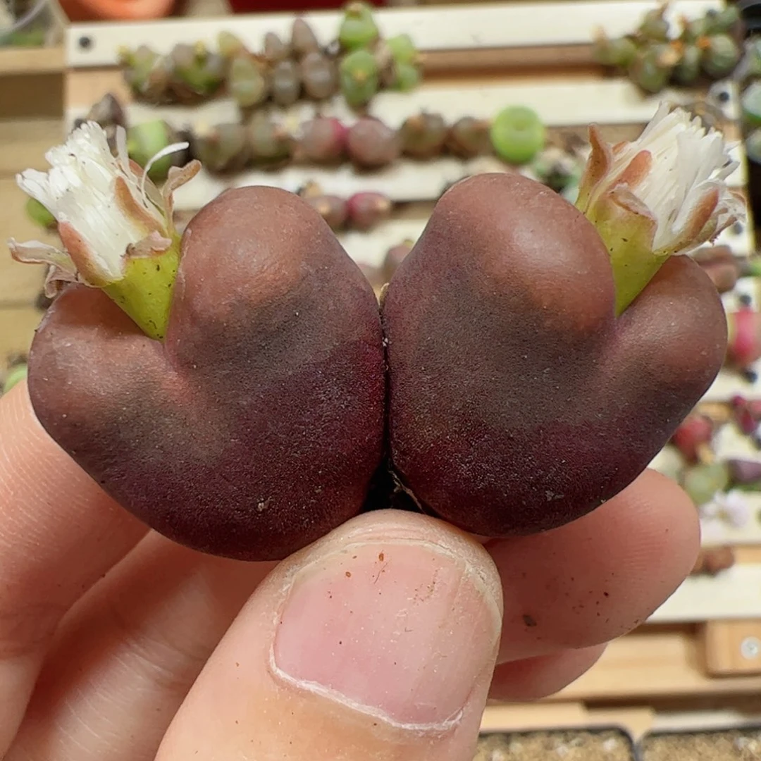 【闪购商品】70 福利双头吕氏