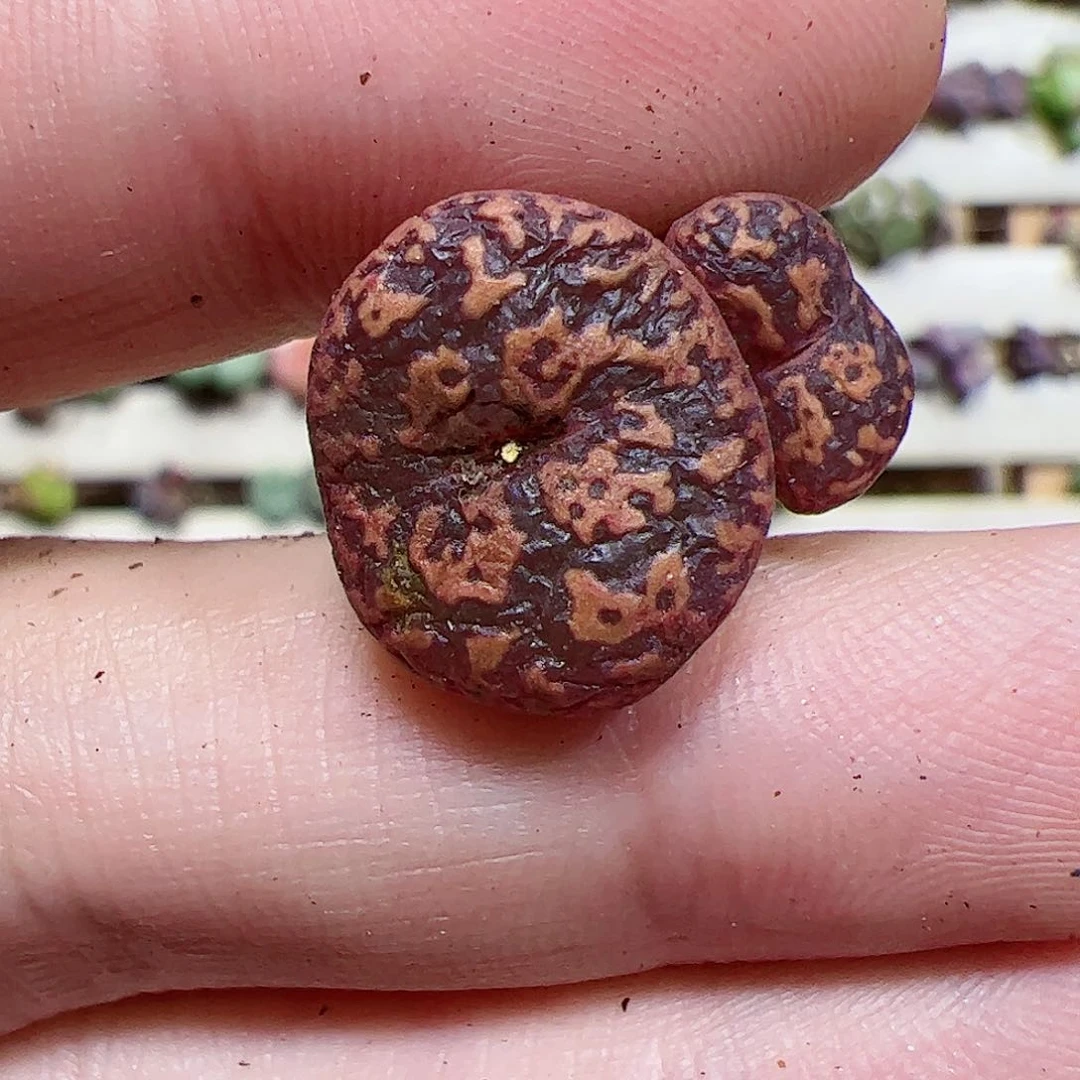 【闪购商品】69 猴脸勋章