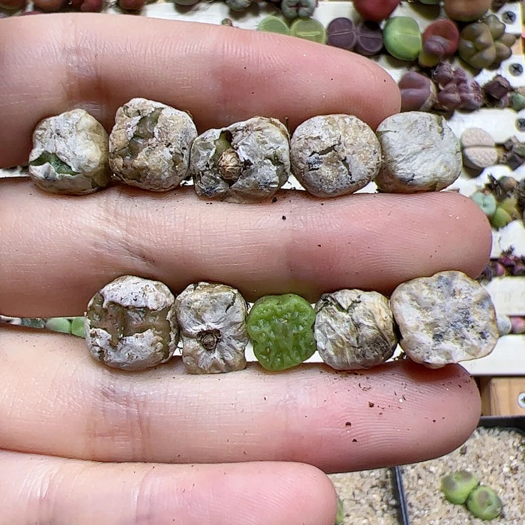 【闪购商品】31 方烧麦一手