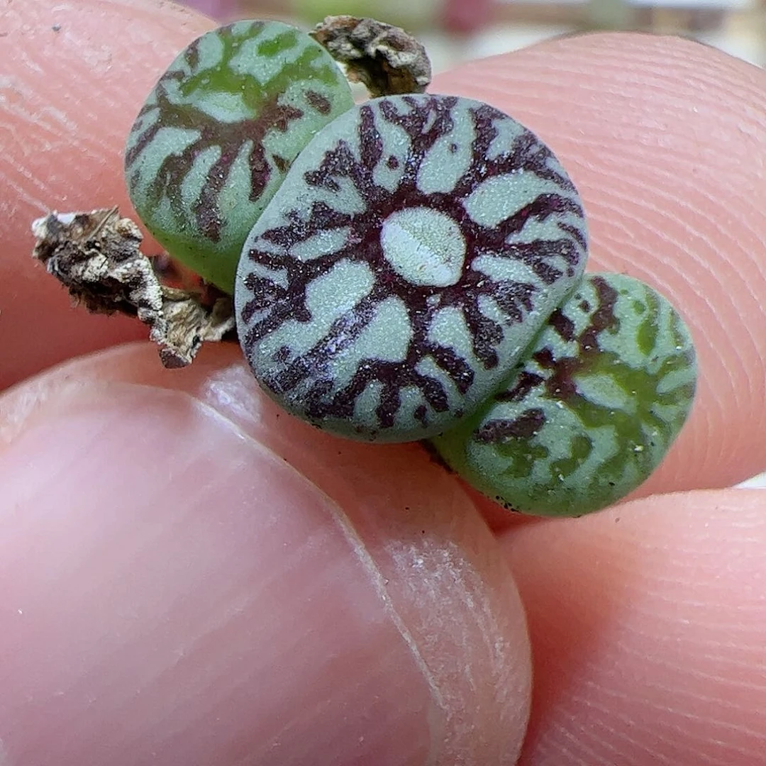 【闪购商品】53 超墨