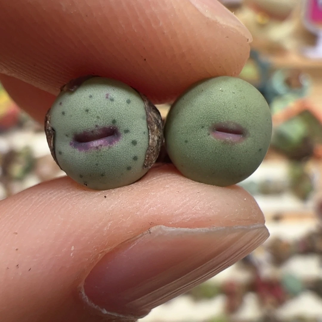 【闪购商品】297 迷你嘴