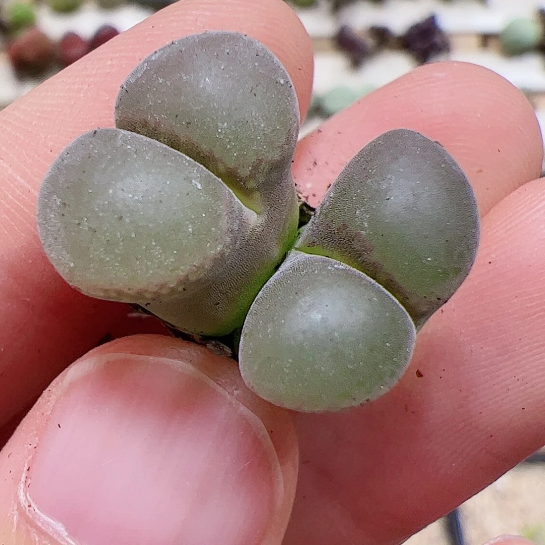 【闪购商品】242 双头风铃