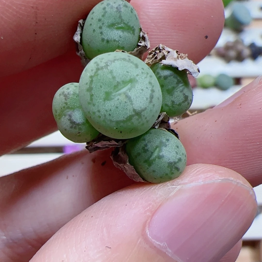 【闪购商品】131 猴脸