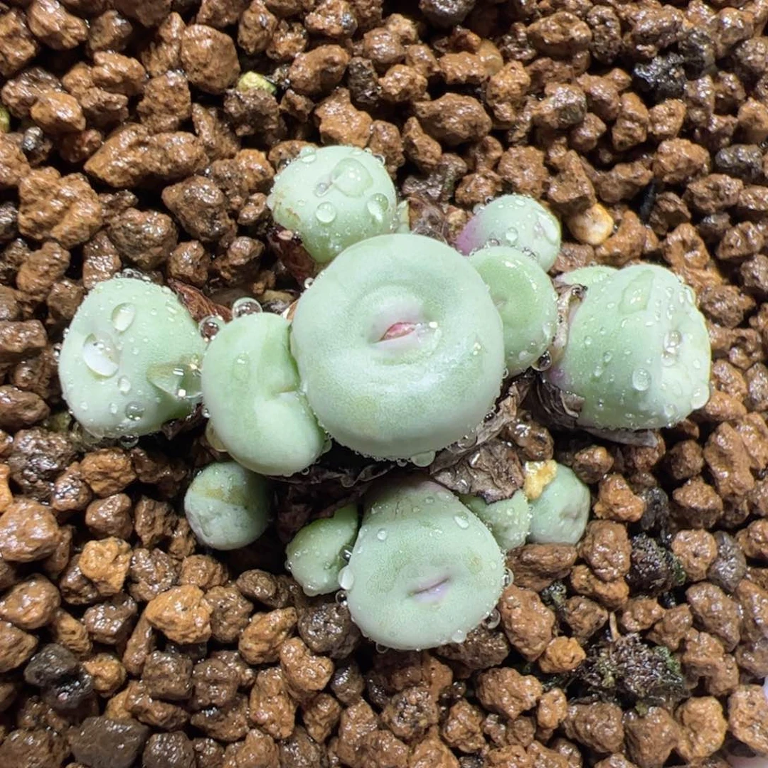 【闪购商品】293 1380B