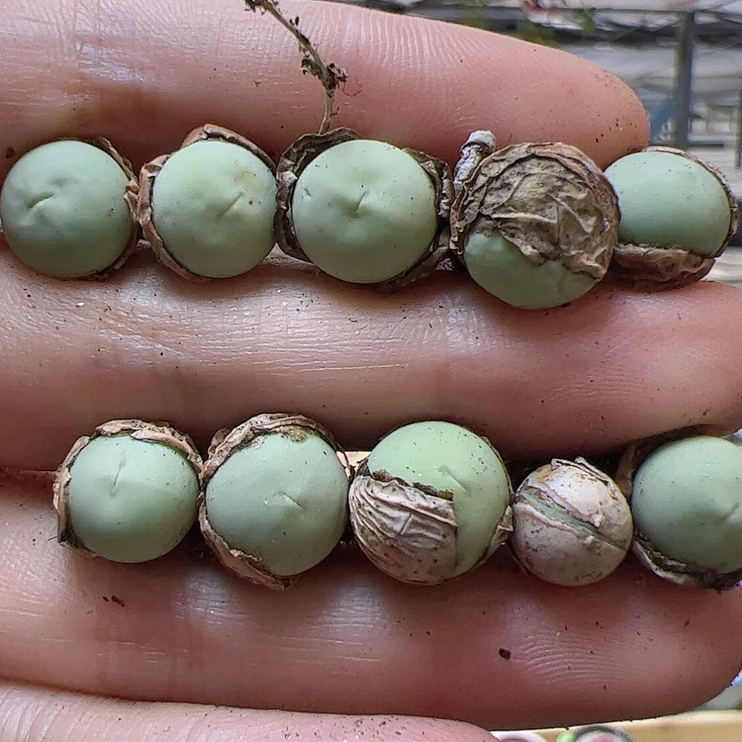 【闪购商品】344 鸽子蛋清盆