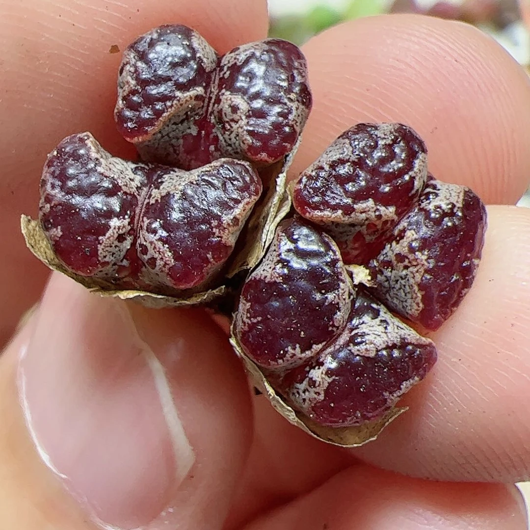 【闪购商品】232 蝴蝶