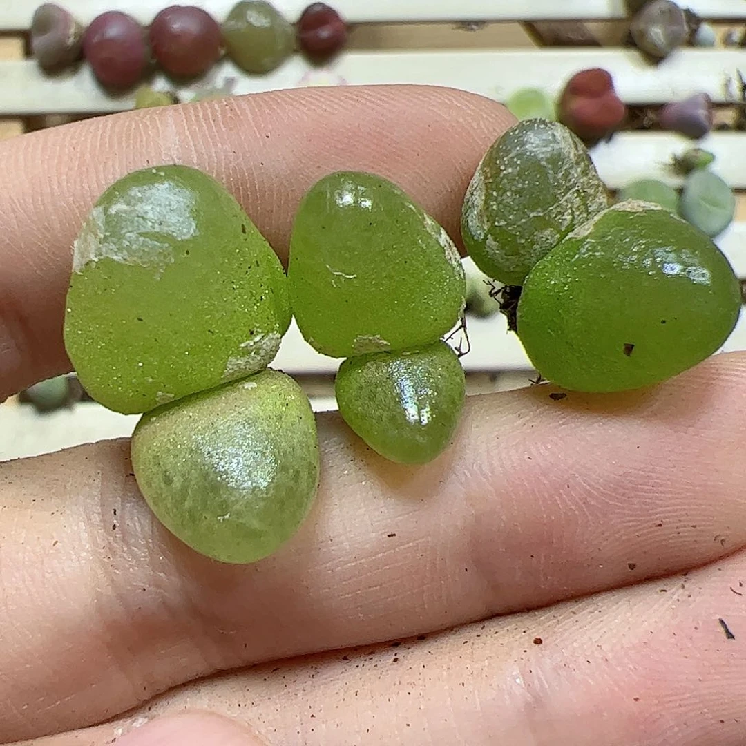 【闪购商品】179 福利