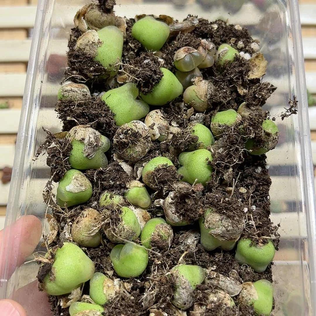 【闪购商品】103 o泡清盆