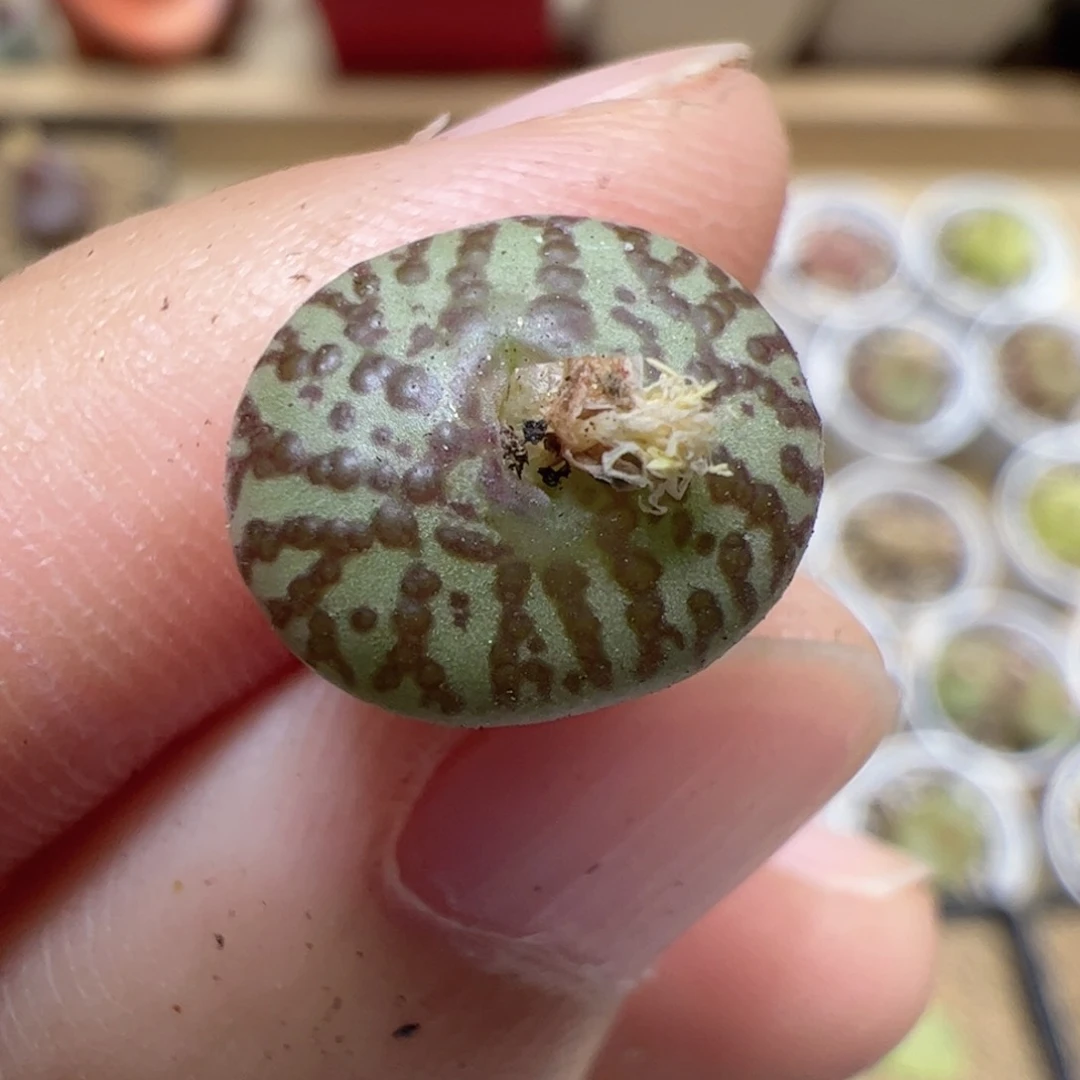 【闪购商品】360 霓虹