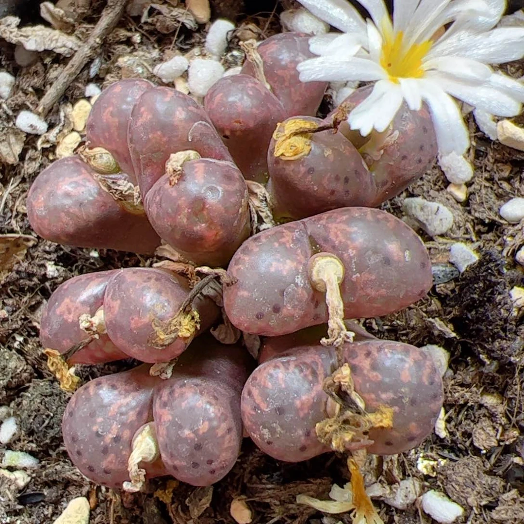 【闪购商品】133紫勋章群