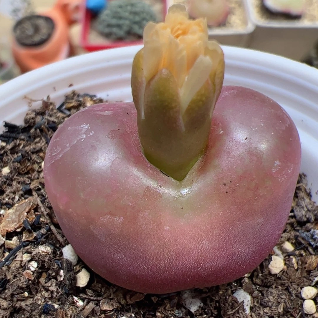 【闪购商品】267 带盆