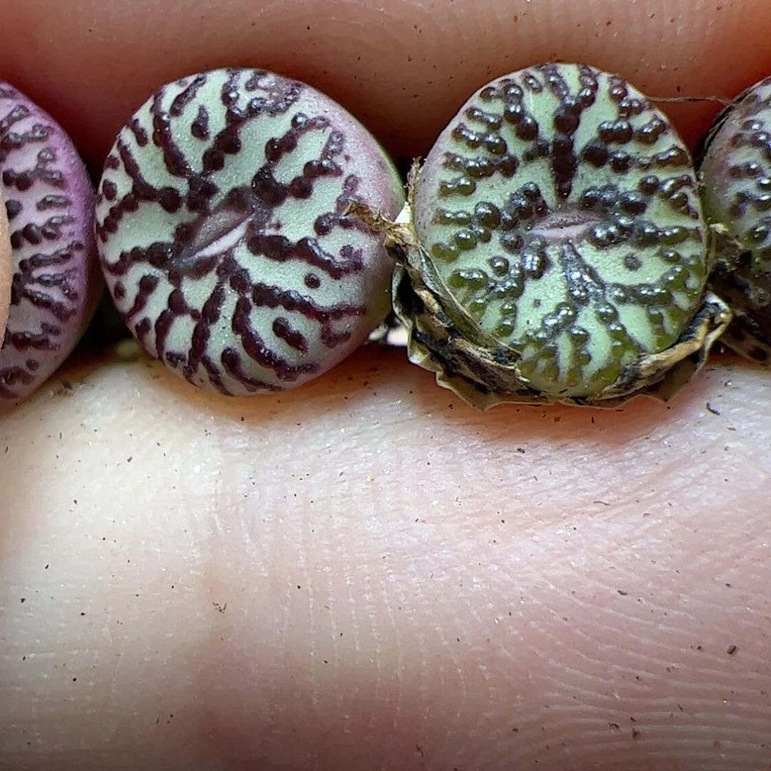【闪购商品】奥****黄209 霓虹