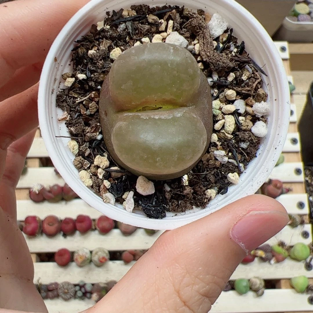 【闪购商品】255 大o泡