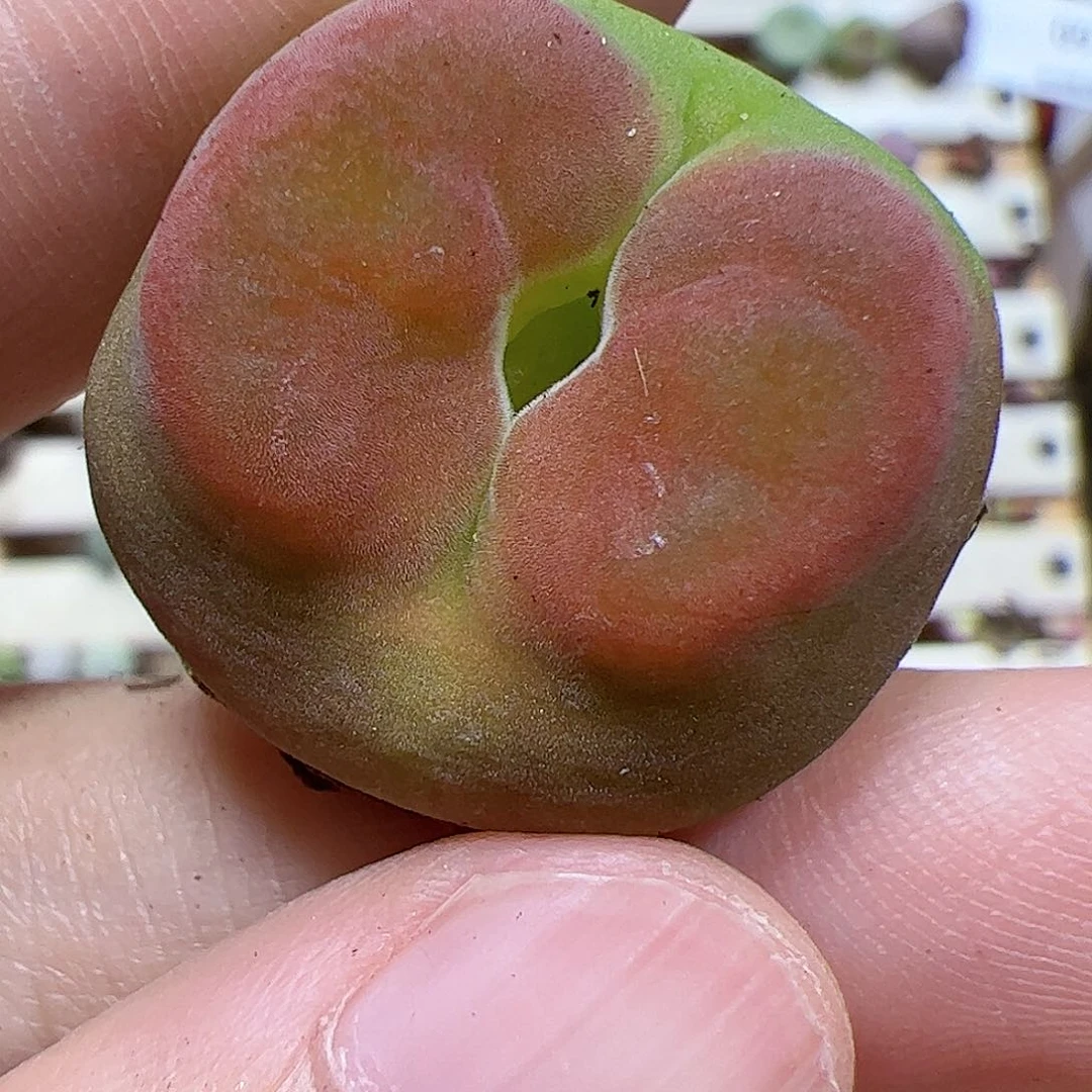 【闪购商品】292 撅嘴水蜜桃