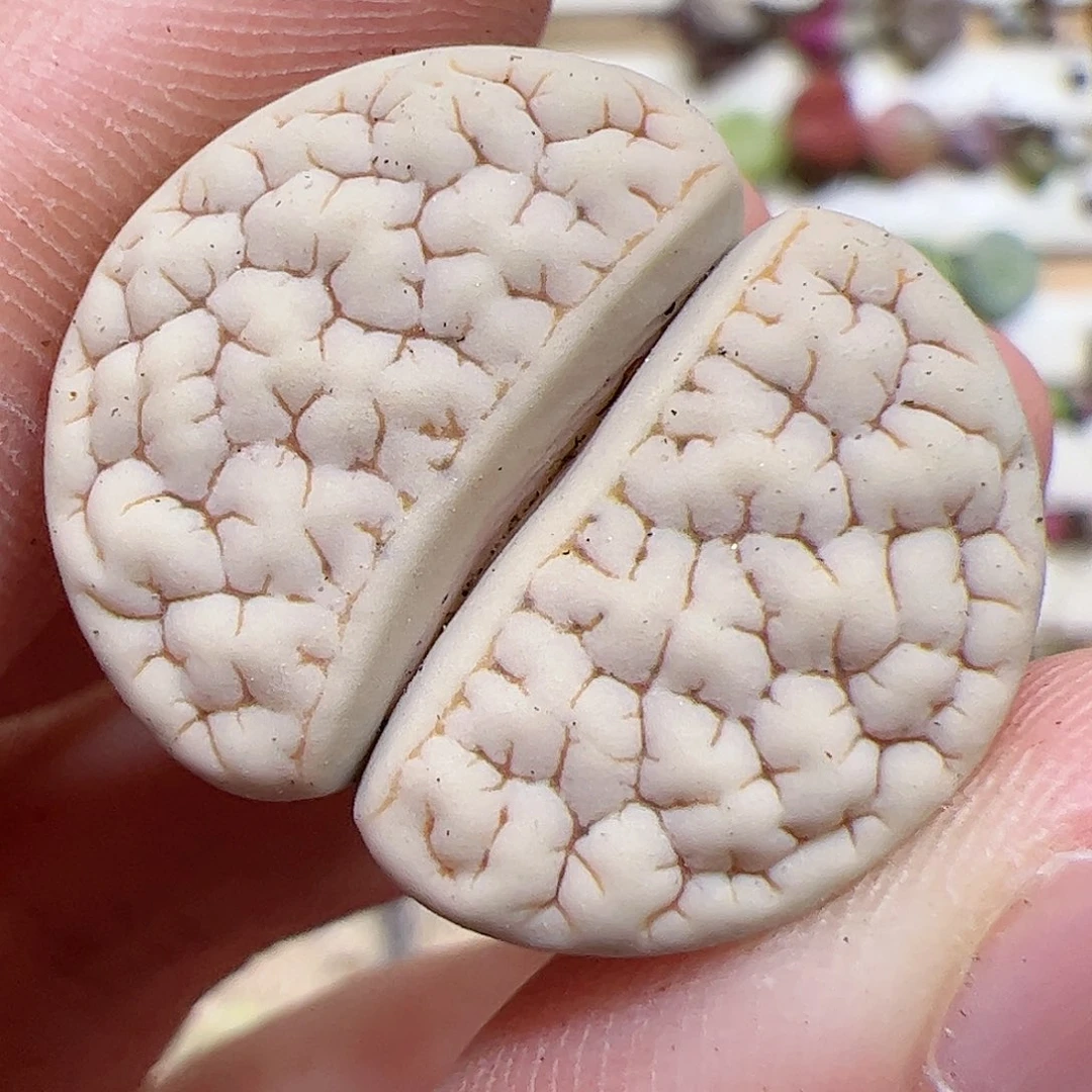 【闪购商品】138 c189 福利