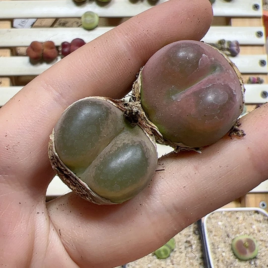 【闪购商品】148 毛毛
