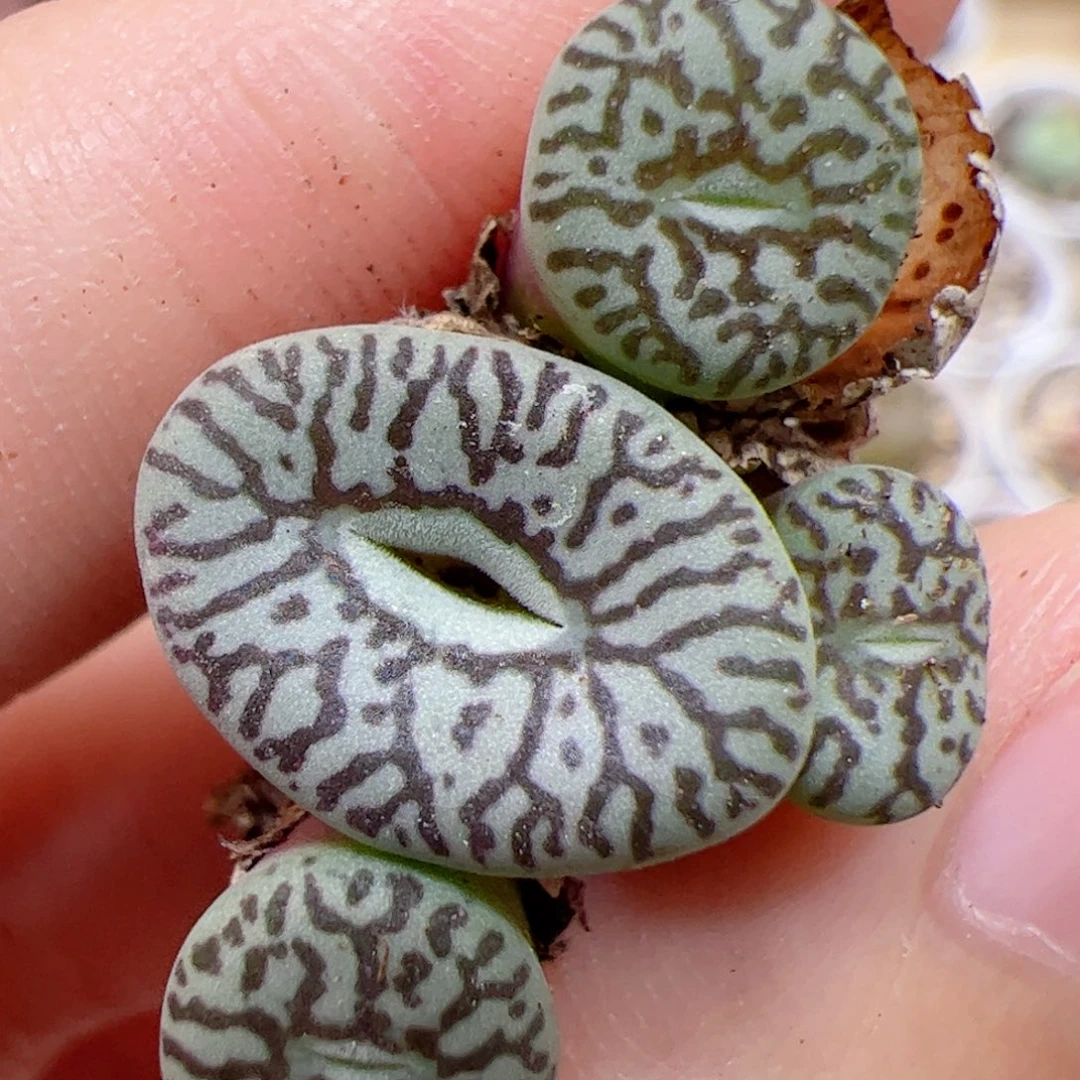 【闪购商品】489 超墨