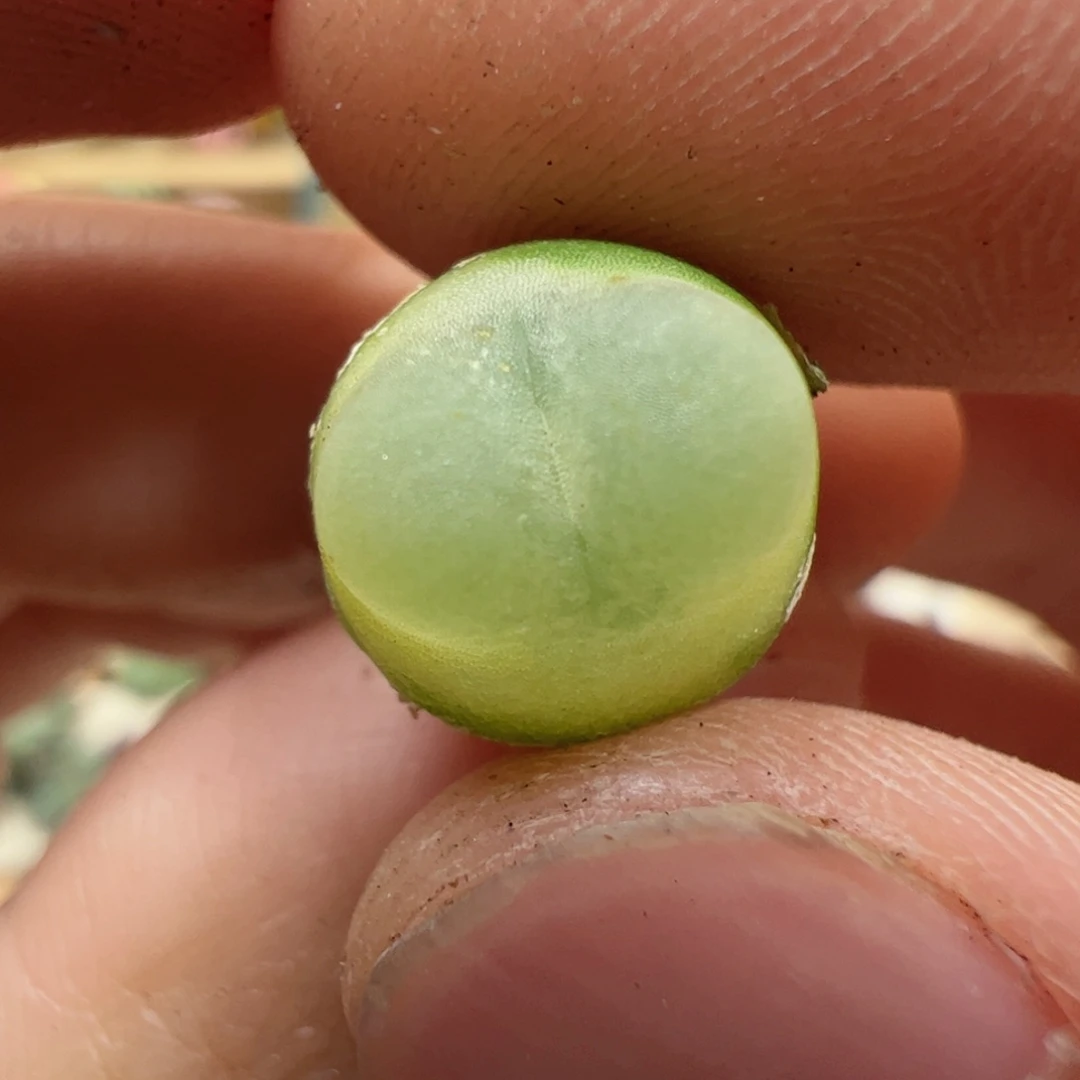 【闪购商品】361 拉登