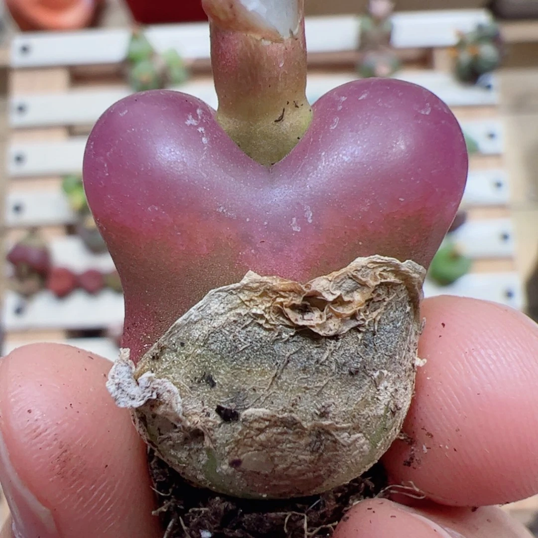 【闪购商品】260 毛毛