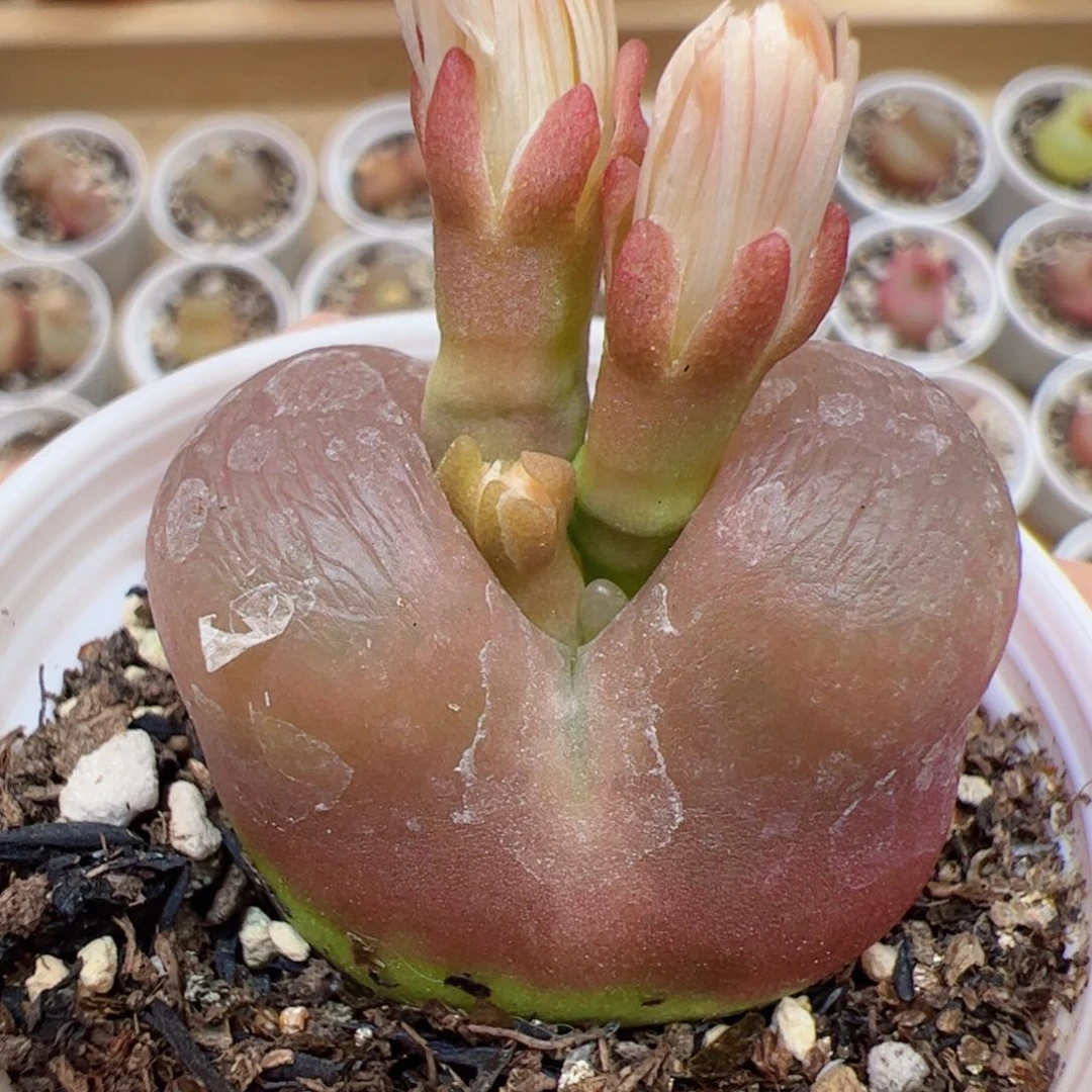 【闪购商品】20 三花