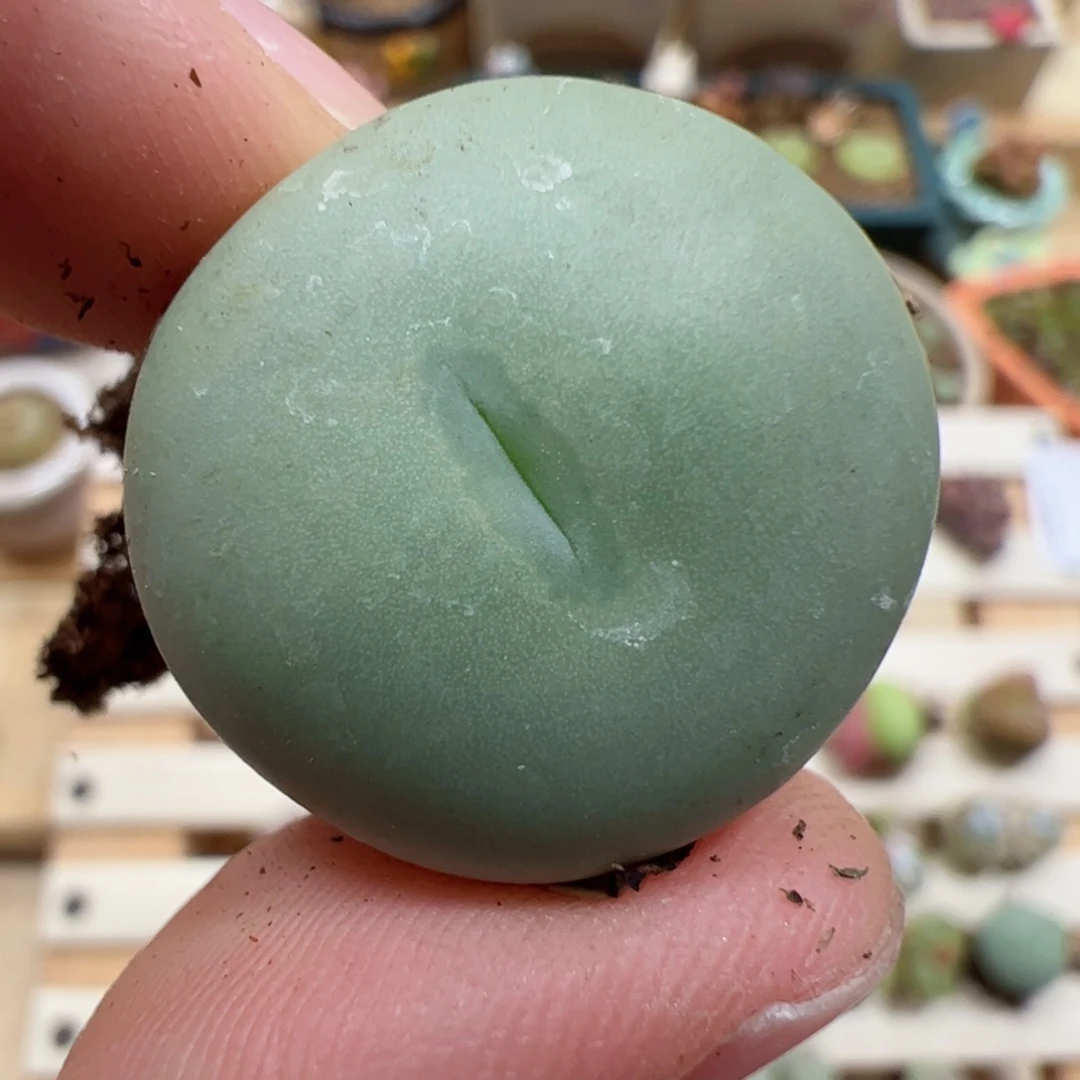 【闪购商品】183 大G