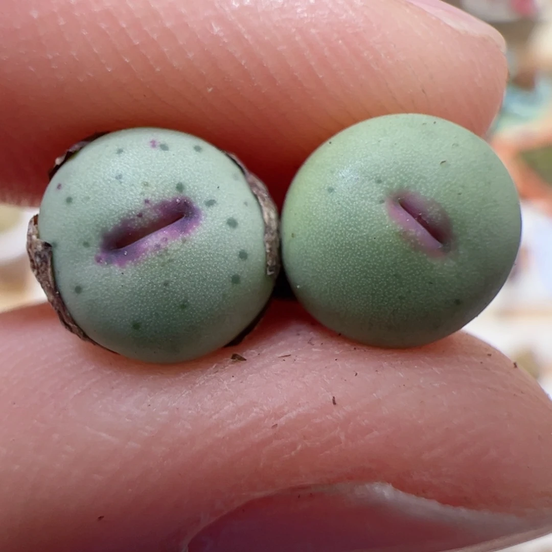 【闪购商品】185 迷你嘴