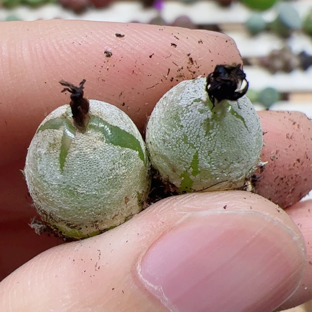 【闪购商品】118 哈默