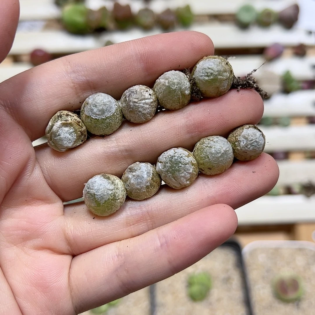 【闪购商品】314 灯泡10颗