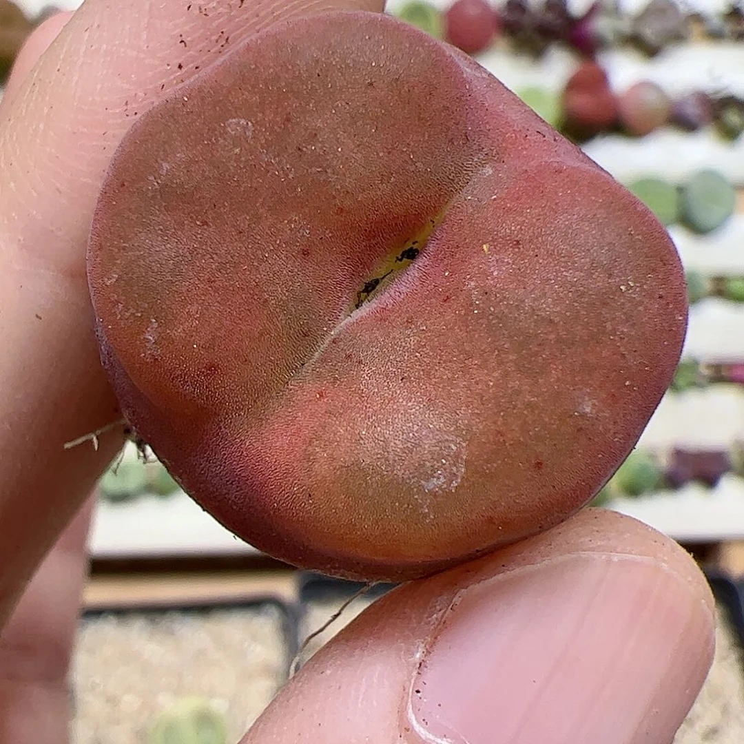 【闪购商品】119 水蜜桃