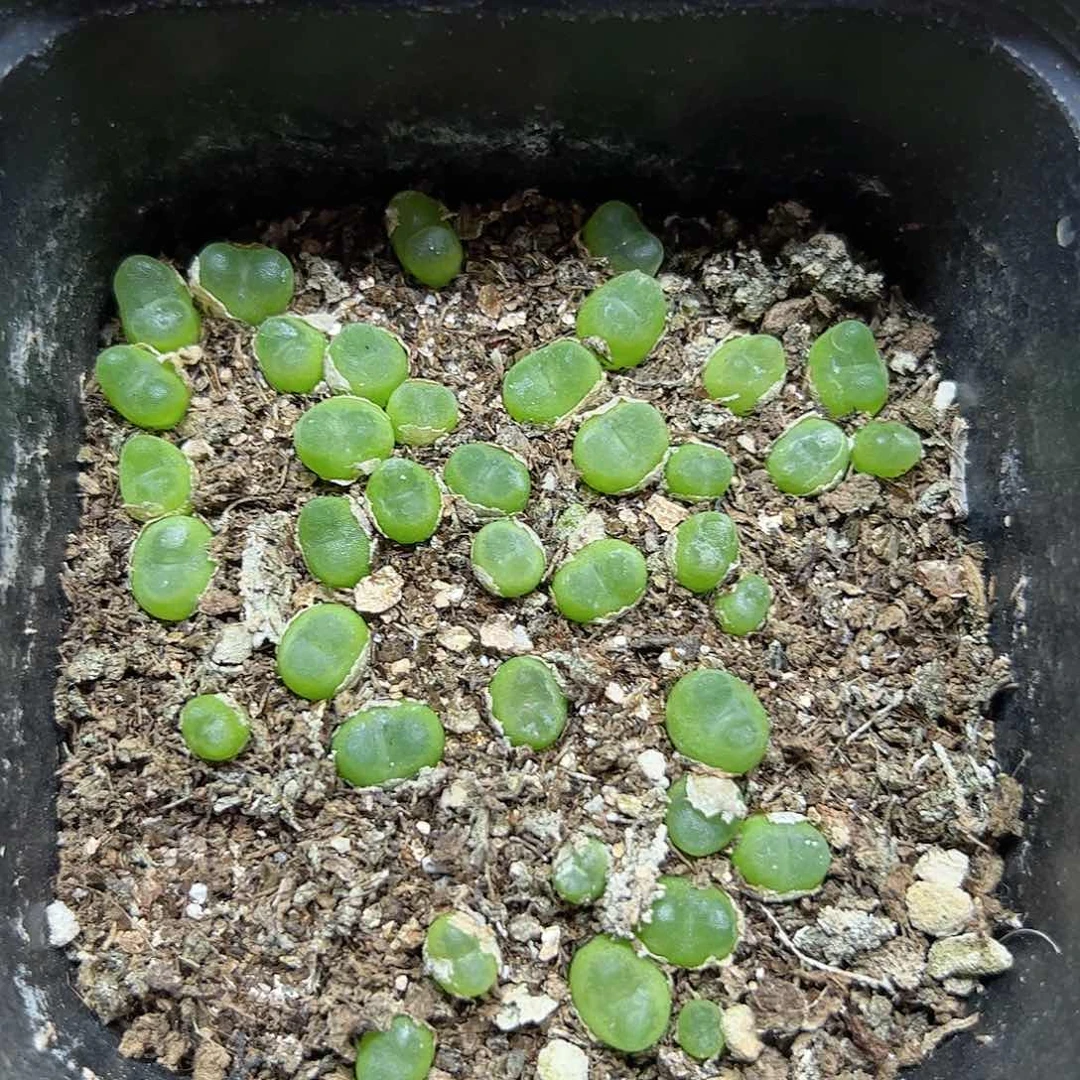 【闪购商品】194 水晶鞋一盆