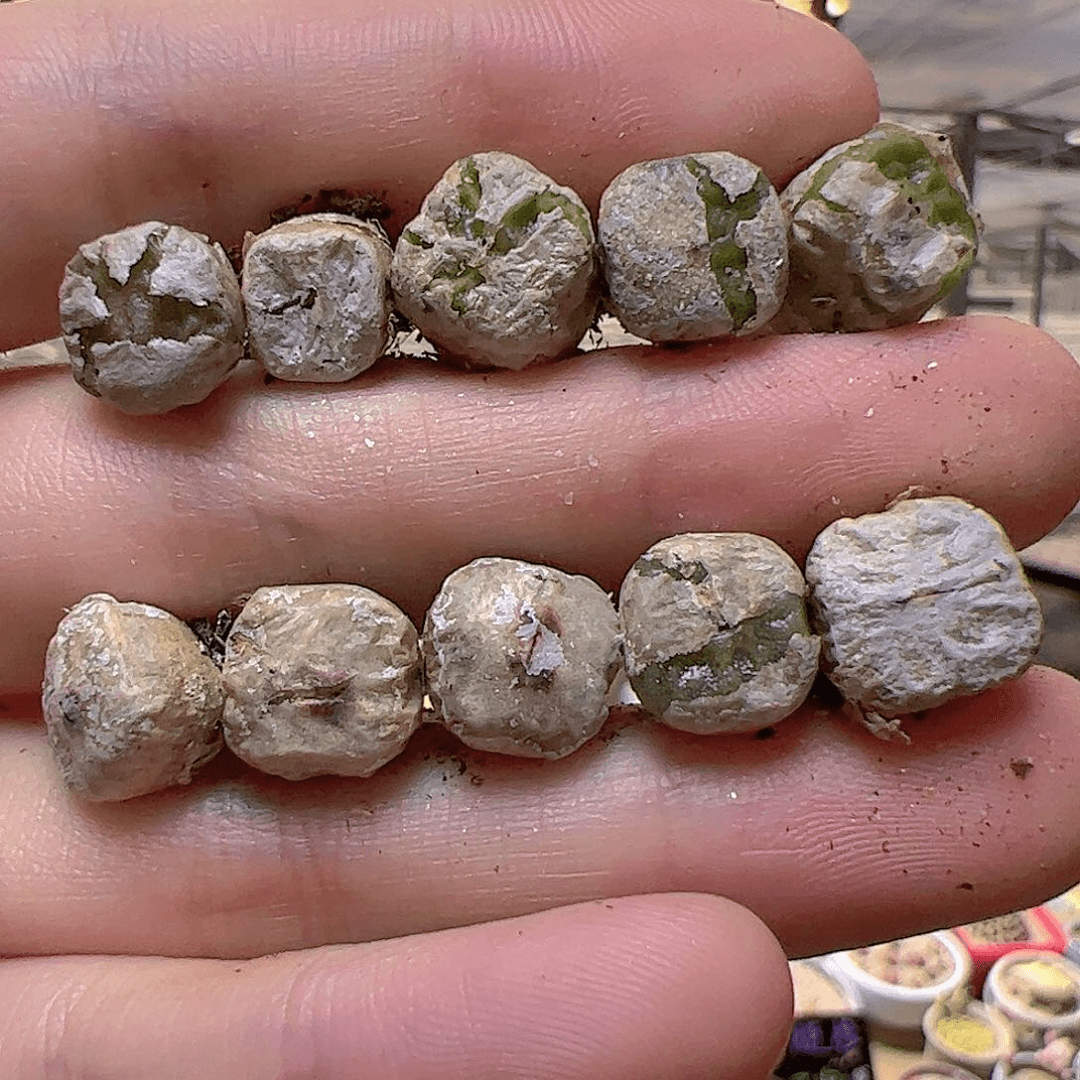 【闪购商品】457 方烧麦一手