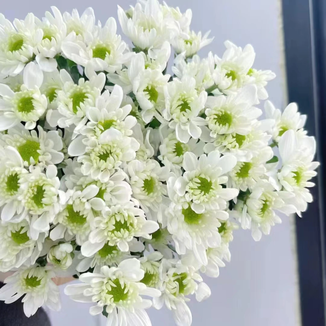 大白小雏菊小雏菊 居家办公优选 (东北基地直发)