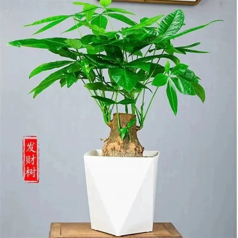 发财树大象腿盆栽室内植物桌面绿植茂盛招财送礼办公好活易活