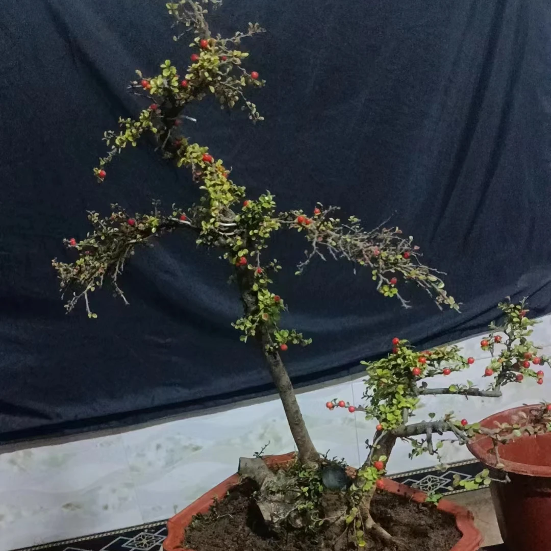 白花米叶珍珠旬子