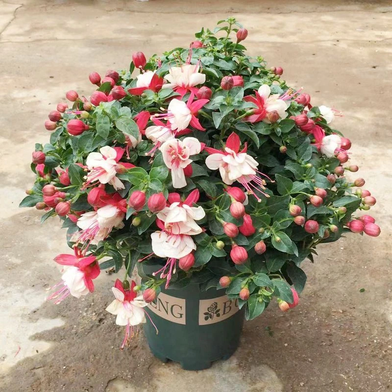 灯笼花盆栽带花苞四季开花室内阳台重瓣老桩倒挂金钟花好养年宵花