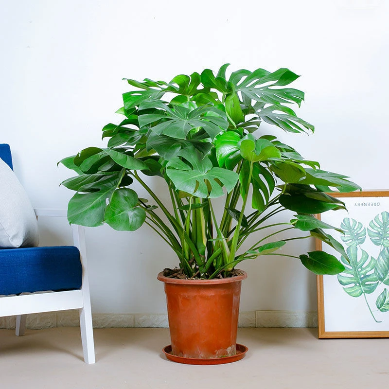 龟背竹大型盆栽土培植物客厅室内大绿植净化空气绿色北欧美观清雅